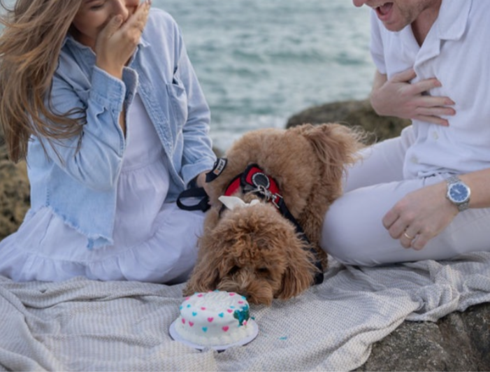 Gender Reveal Dog Cake