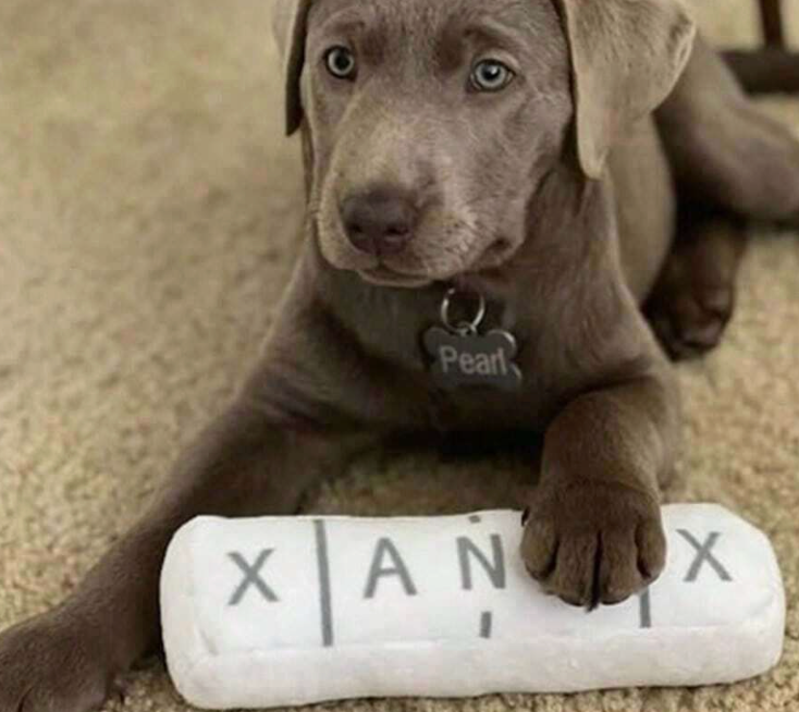 gabapentin and xanax for dogs
