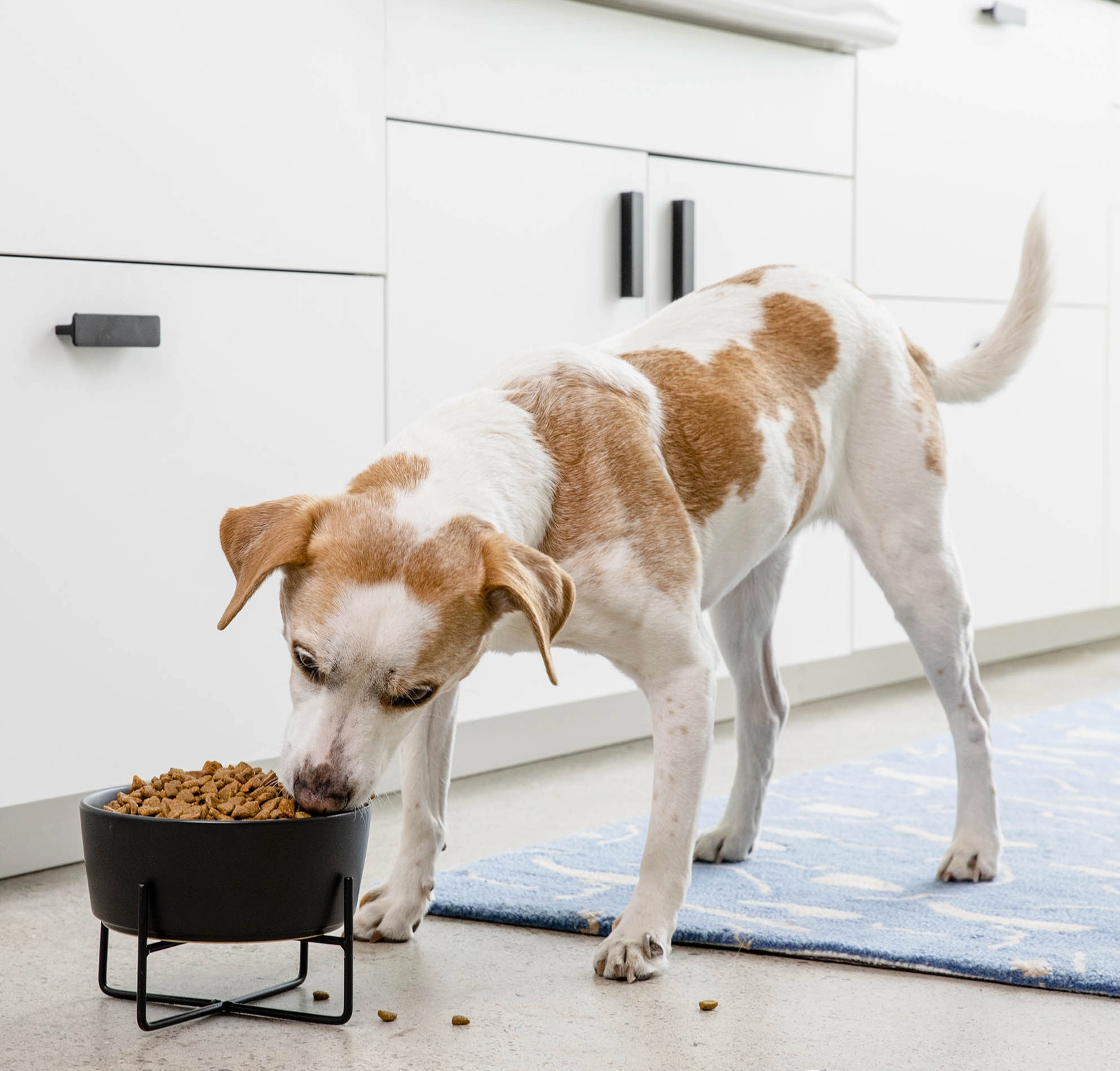 Simple Solid Bowl + Dog Bowl Stand