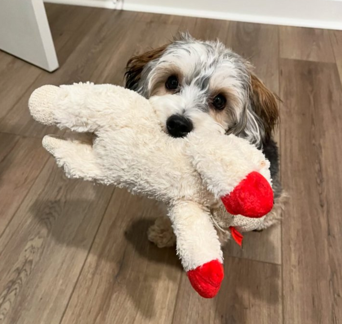 Lambchop Plush Dog Toy