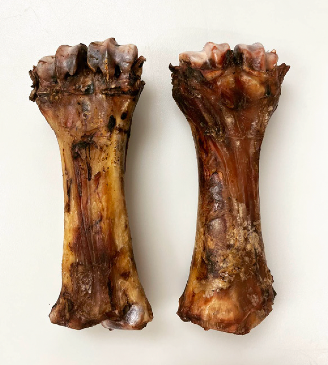 Full Shin Bone