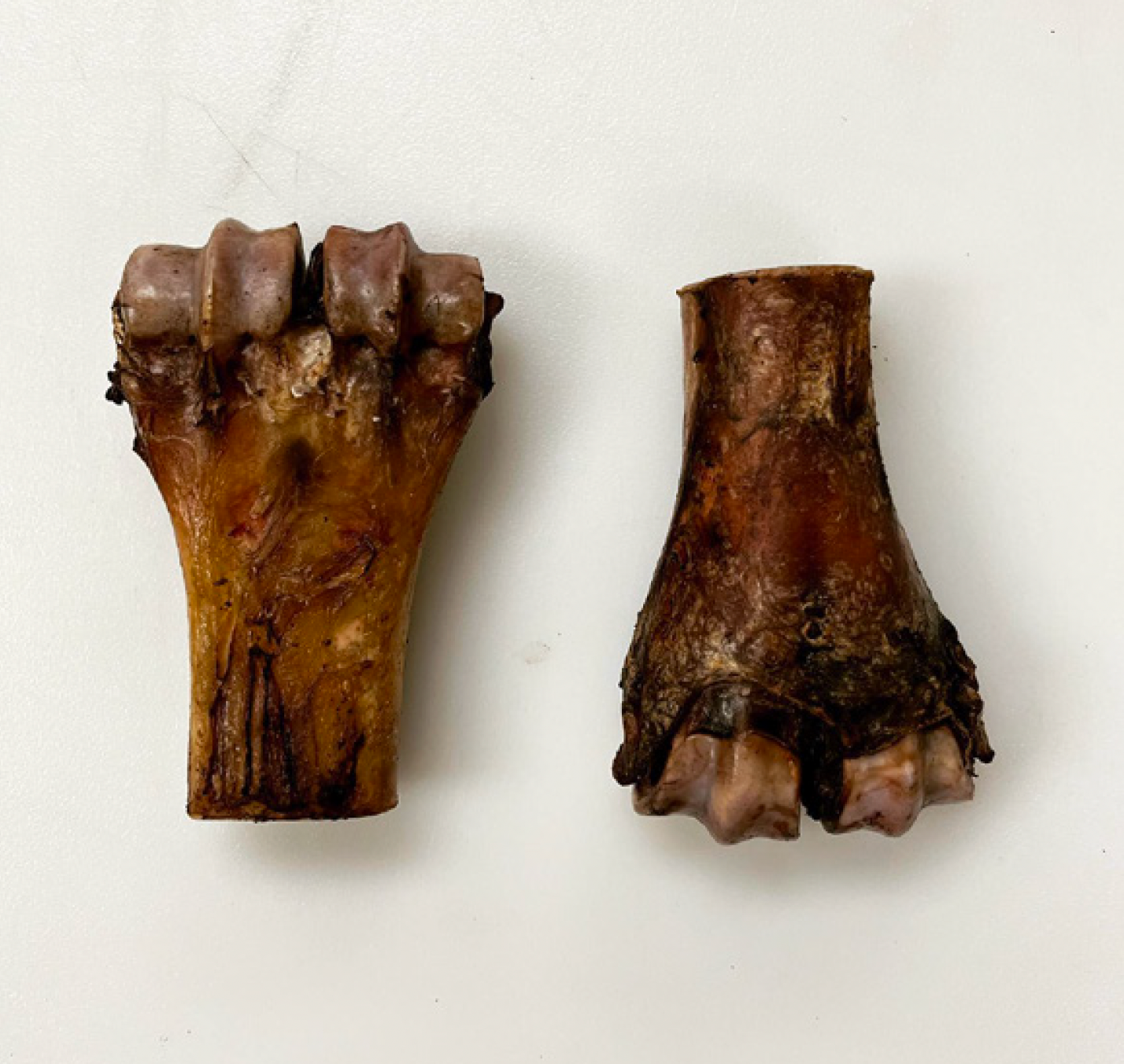 Half Shin Bone