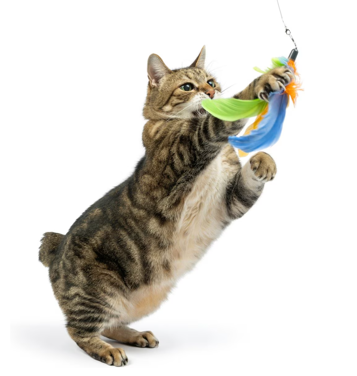 Cat Wand Teaser Sour Scratch Cat Toy