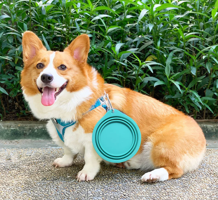 Collapsible Dog Bowl - 12oz