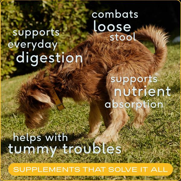 Native Pet - Pumpkin Digestive Supplement (8oz)