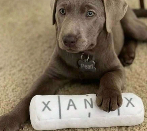 "Xanax" dog toy