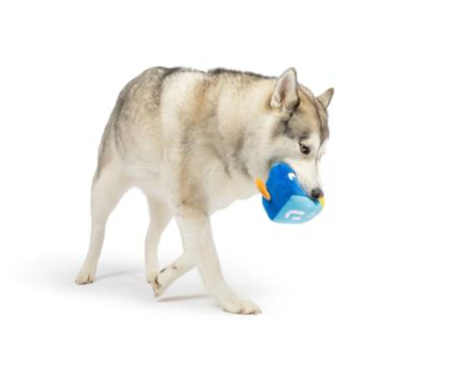 Mutt-zel Tov Dreidel Dog Toy