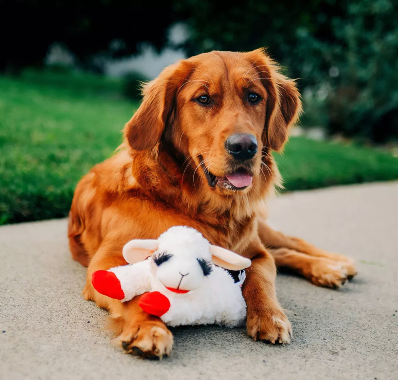 Lambchop Plush Dog Toy