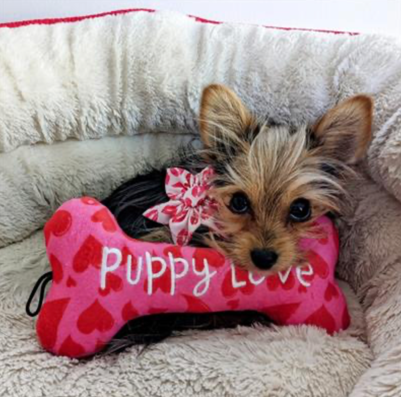 Puppy Love Dog Toy