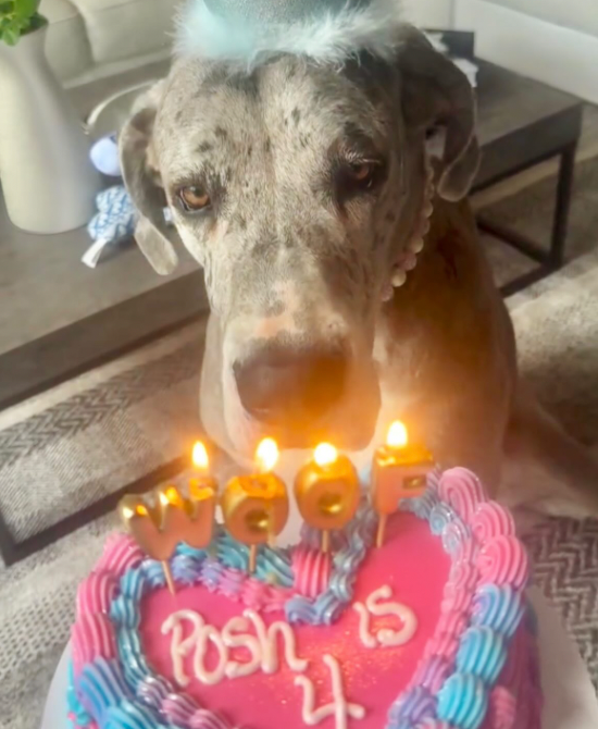 Heart Shape Birthday Cake (Dog)